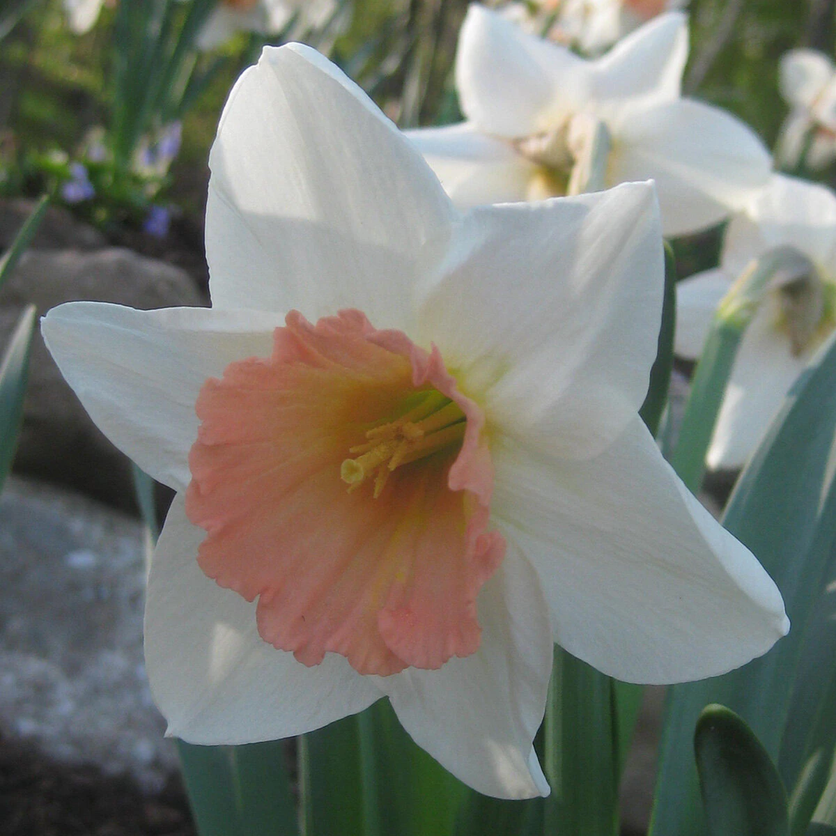 kr-nar0192b-narcissus-bulb-large-cup-pink-charm-daffodil-1-124410.ee1c6342