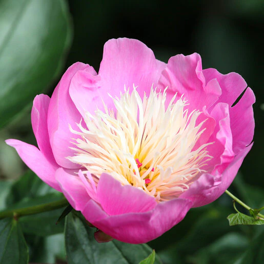kr-pae0322b-paeonia-bulb-lactiflora-bowl-of-beauty-peony-1-302340.873bdd41