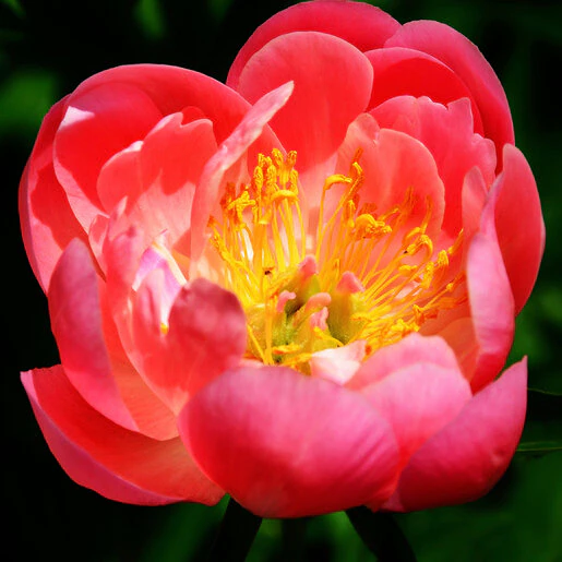 kr-pae0323b-paeonia-bulb-lactiflora-coral-sunset-peony-1-992151.b7d06512