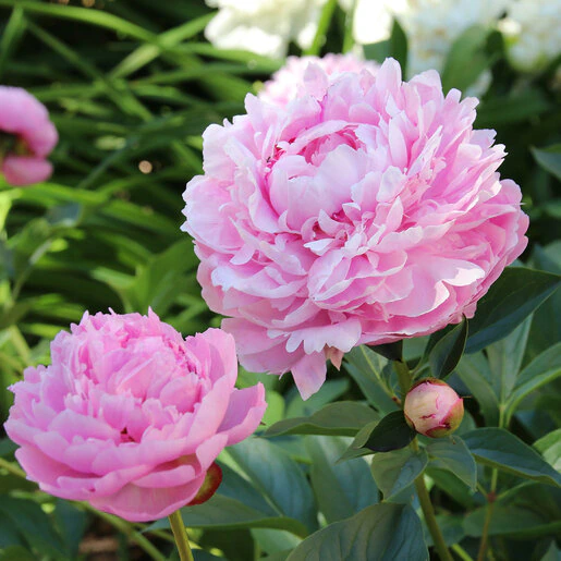 kr-pae0325b-paeonia-bulb-lactiflora-sarah-bernhardt-peony-1-719675.cfe193d9