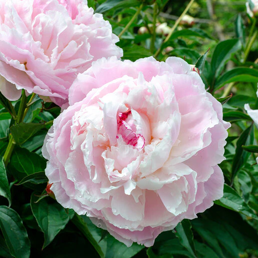 kr-pae0326b-paeonia-bulb-lactiflora-shirley-temple-peony-1-503528.f74d64db