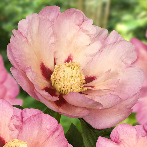kr-pae0746b-paeonia-bulb-pastel-splendor-itoh-peony-1-377018.f7c946f4