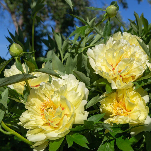 kr-pae0747b-paeonia-bulb-bartzella-itoh-peony-1-656245.af2c6df0