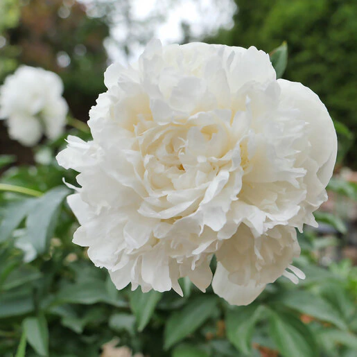 kr-pae0750b-paeonia-bulb-lactiflora-duchesse-de-nemours-peony-1-438987.298976aa