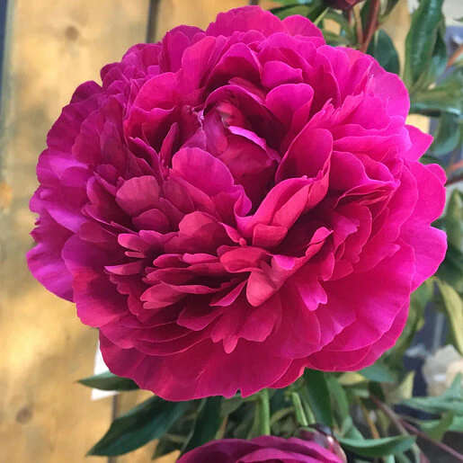 kr-pae0751b-paeonia-bulb-lactiflora-kansas-peony-1-551695.81d7319d