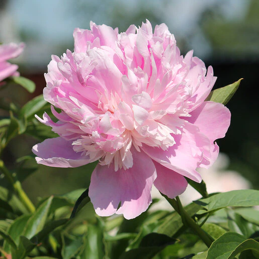 kr-pae0752b-paeonia-bulb-lactiflora-monsieur-jules-elie-peony-1-869735.fc1053b9