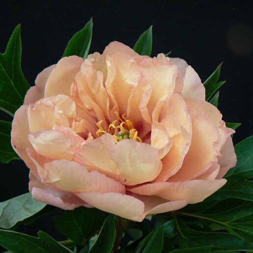 kr-pae0755b-paeonia-bulb-canary-brilliants-itoh-peony-1-494058.fb82cc5b