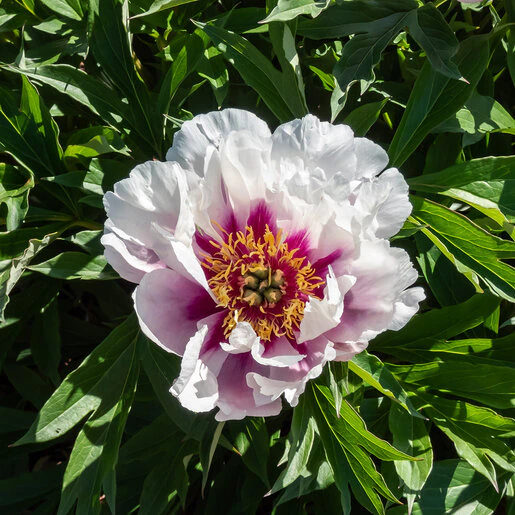 kr-pae0756b-paeonia-bulb-cora-louise-itoh-peony-1-945664.dcd32203