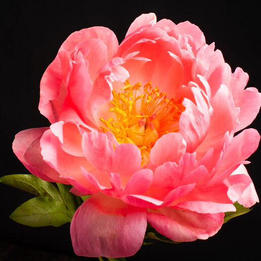 kr-pae0757b-paeonia-bulb-lactilfora-coral-charm-peony-1-154923.0e7a67fa