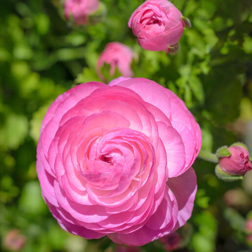 kr-ran0734b-ranunculus-bulb-tecolote-pink-persian-buttercup-1-657424.eb2ab151