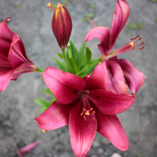 kr-rhd0330b-rhodophiala-bulb-bifida-oxblood-lily-1-209700.606f6bb5