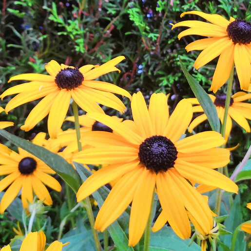 kr-rud0120b-rudbeckia-bulb-fulgida-var.-sullivantii-goldstrum-black-eyed-susan-1-377766.d991283d