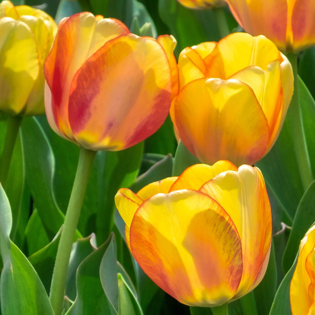 kr-tul0369b-tulipa-bulb-darwin-hybrid-beauty-of-spring-tulip-1-422353.76182c98