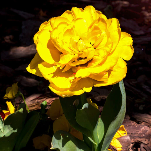 kr-tul0523b-tulipa-bulb-double-early-monte-carlo-tulip-1-664965.87a11d4b