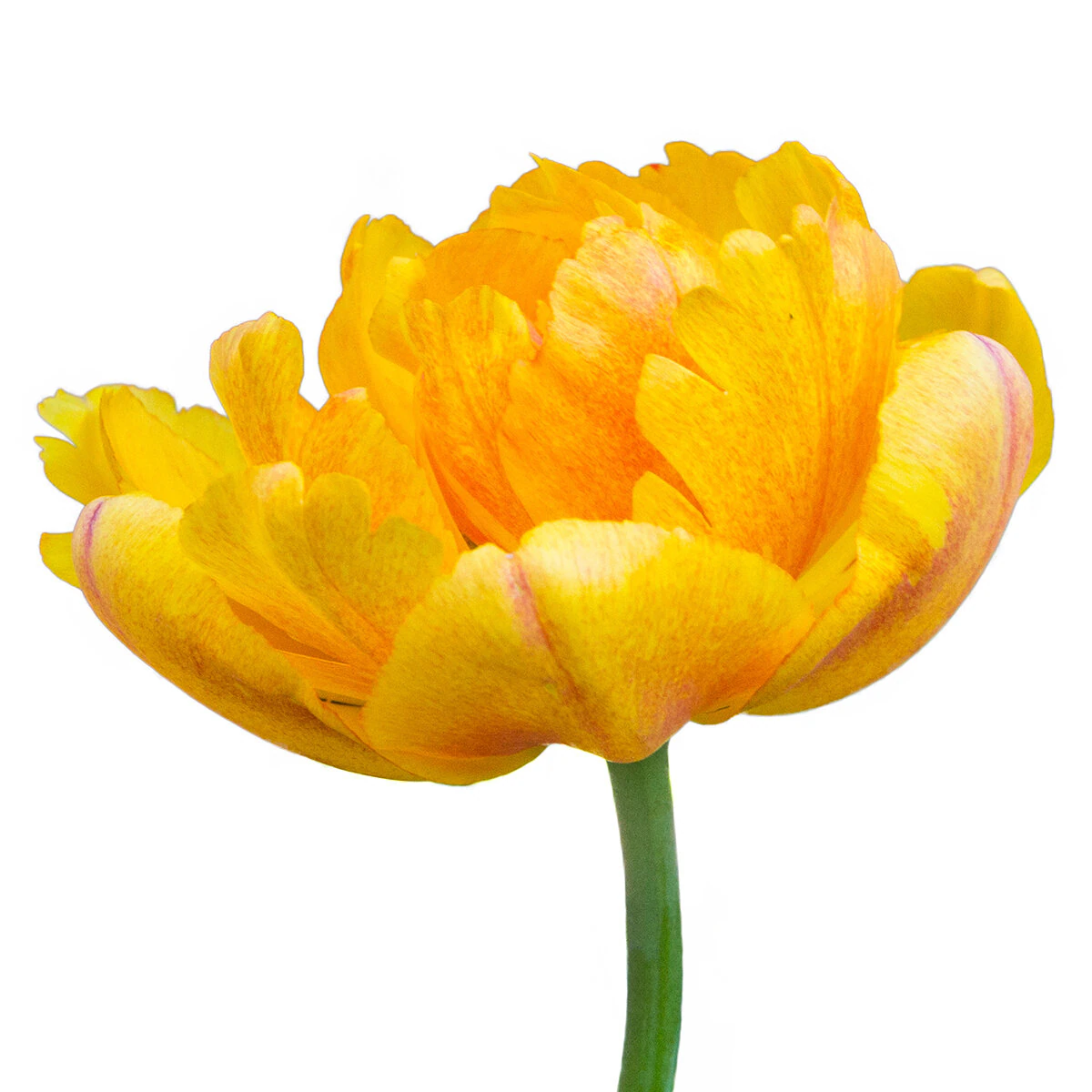 kr-tul0626b-tulipa-bulb-double-late-sun-lover-tulip-1-612843.254678de
