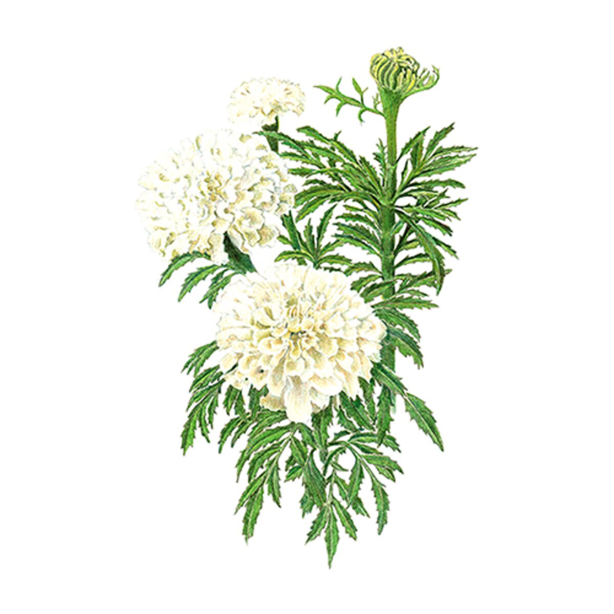 lk-724332-1-618496.18303a25