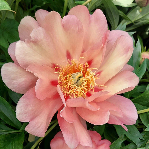 pae0789b-paeonia-bulb-x-intersectional-magical-mystery-tour-itoh-peony-1-755644.a9d36bad
