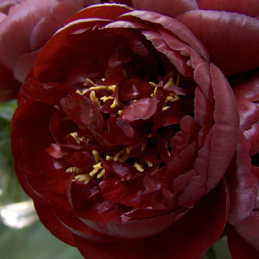 pae0790b-paeonia-bulb-x-lactiflora-buckeye-belle-peony-1-439635.506bca1d