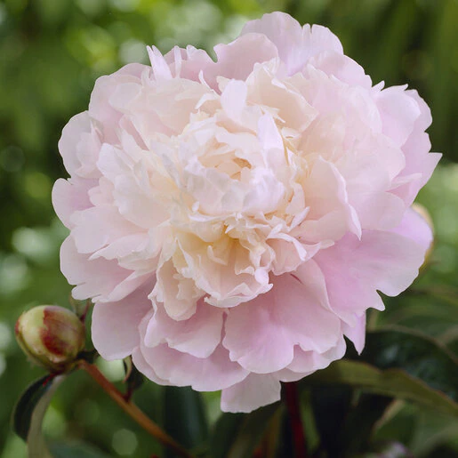 pae0792b-paeonia-bulb-lactiflora-moon-river-peony-1-285044.d5ac9f25