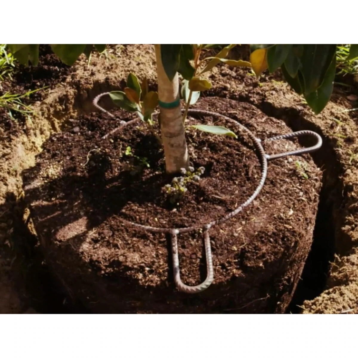root-anchor-image2.4257c020