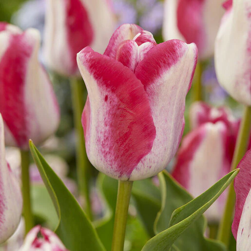 tul0767b-tulipa-mata-hari-321523.55594de0
