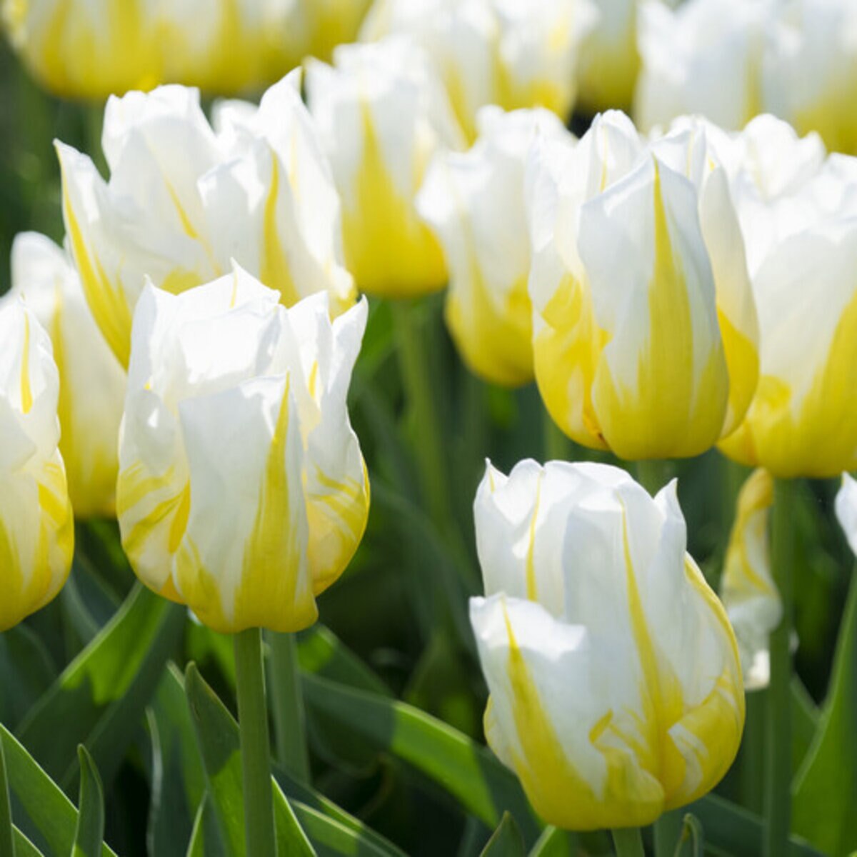 tul0769b-tulipa-bingo-184063.e37827d5