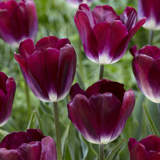 tul0773b-tulipa-kansas-proud-852547.a273209f