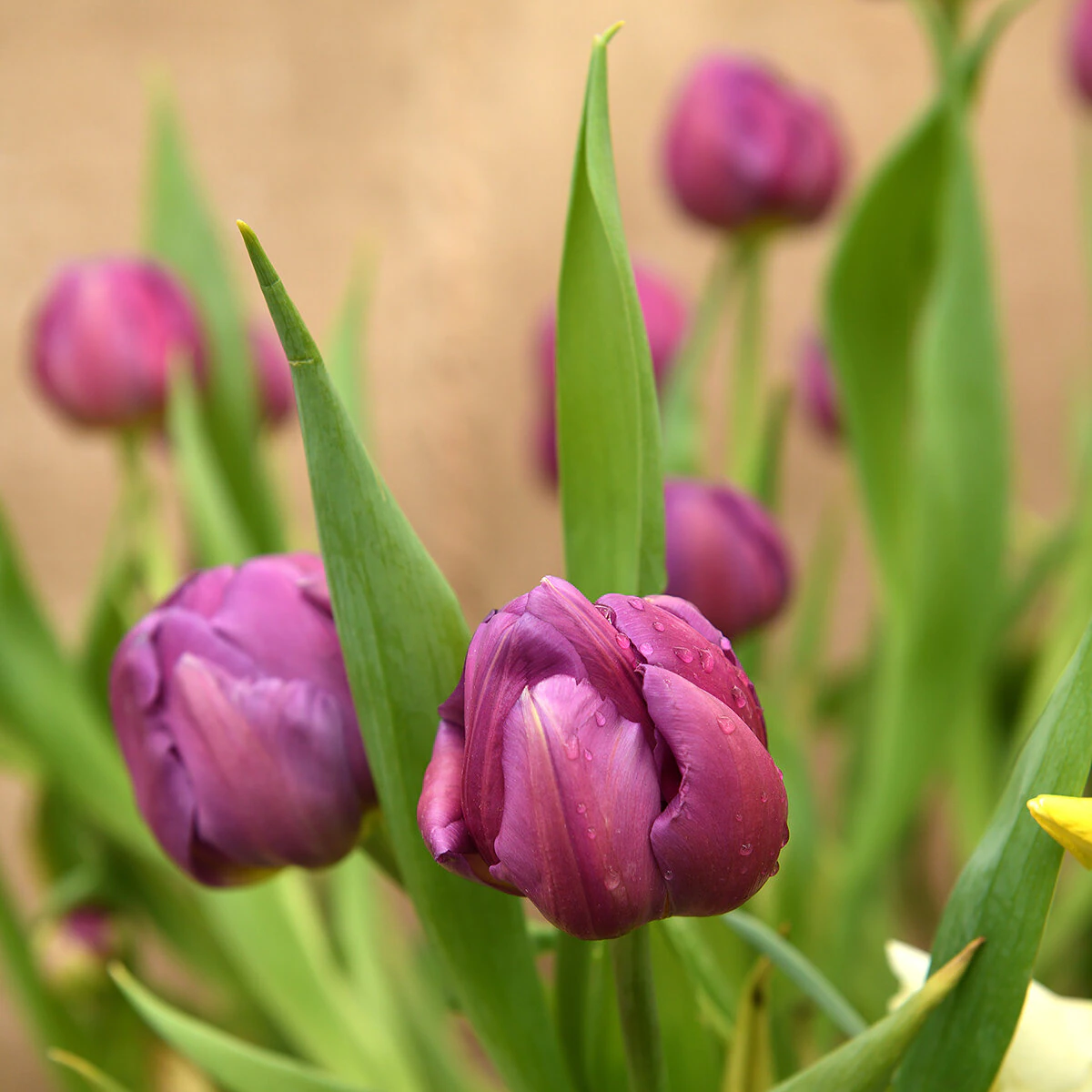 tul0821b-tulipa-bulb-double-early-respectable-tulip-1.af0b0b1e