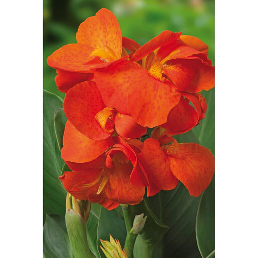 vp-canna-bulb-cannasol-happy-cleo-canna-lily-652467.520b2bf0