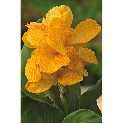 vp-canna-bulb-cannasol-happy-emily-canna-lily-524854.b99c45f9