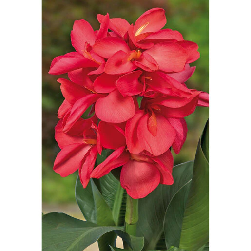 vp-canna-bulb-cannasol-happy-isabel-canna-lily-790552.5ecaad34