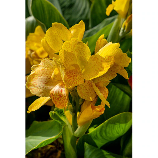 vp-canna-bulb-indica-golden-lucifer-dwarf-canna-lily-138952.270e3671
