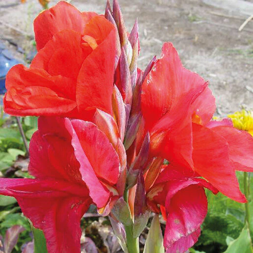 vp-canna-bulb-indica-the-president-canna-lily-262796.227af305