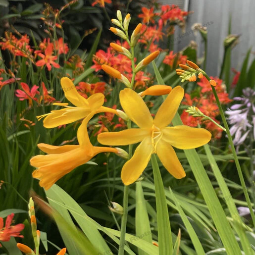 vp-crocosmia-bulb-x-crocosmiiflora-george-davidson-montbreita-580786.324378db