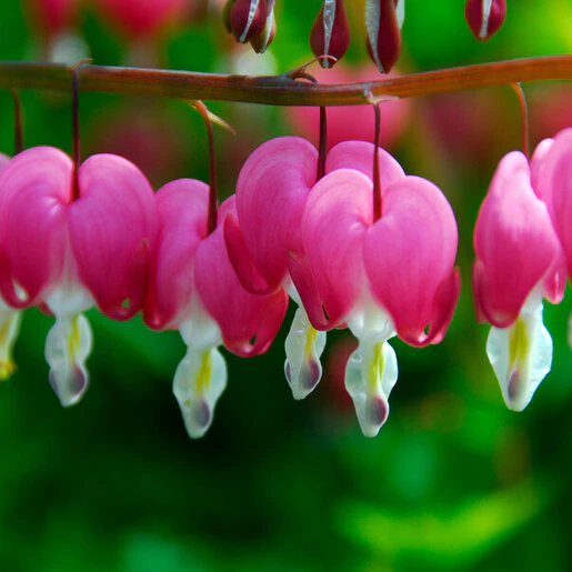 vp-dicentra-bulb-spectabilis-bleeding-heart-1-146723.2fa8c892