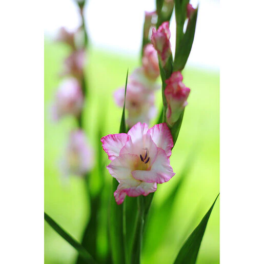 vp-gladiolus-bulb-priscilla-sword-lily-796673.fb16e31c