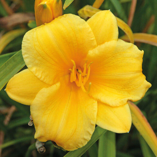 vp-hemerocallis-bulb-bare-root-stella-doro-daylily-1-918098.e177e9b8