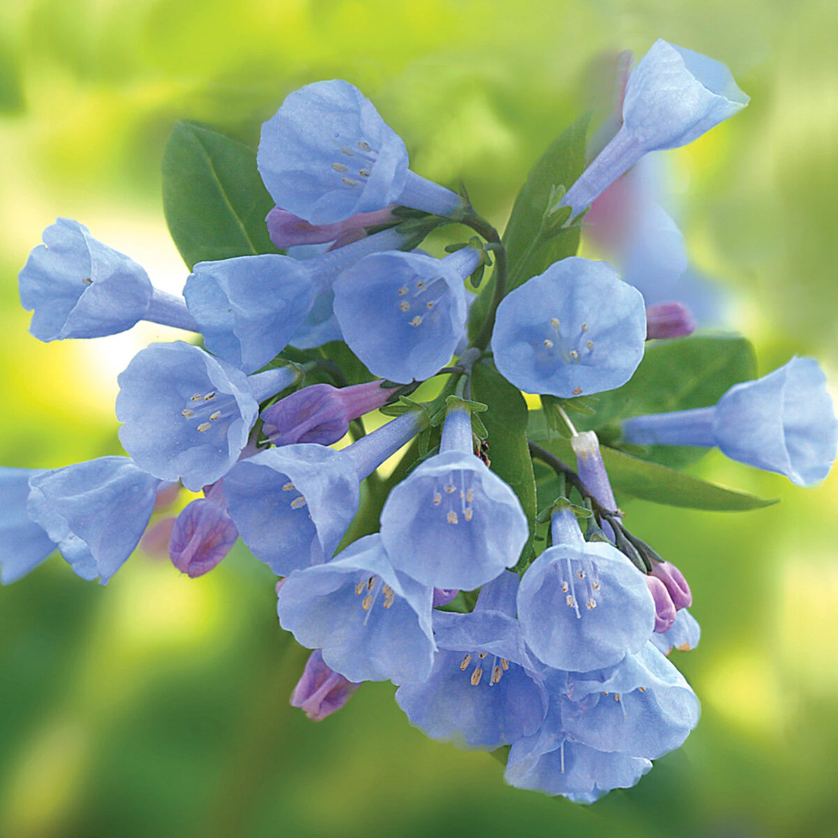 vp-mertensia-bulb-virginica-virginia-bluebell-1-417944.999b7266