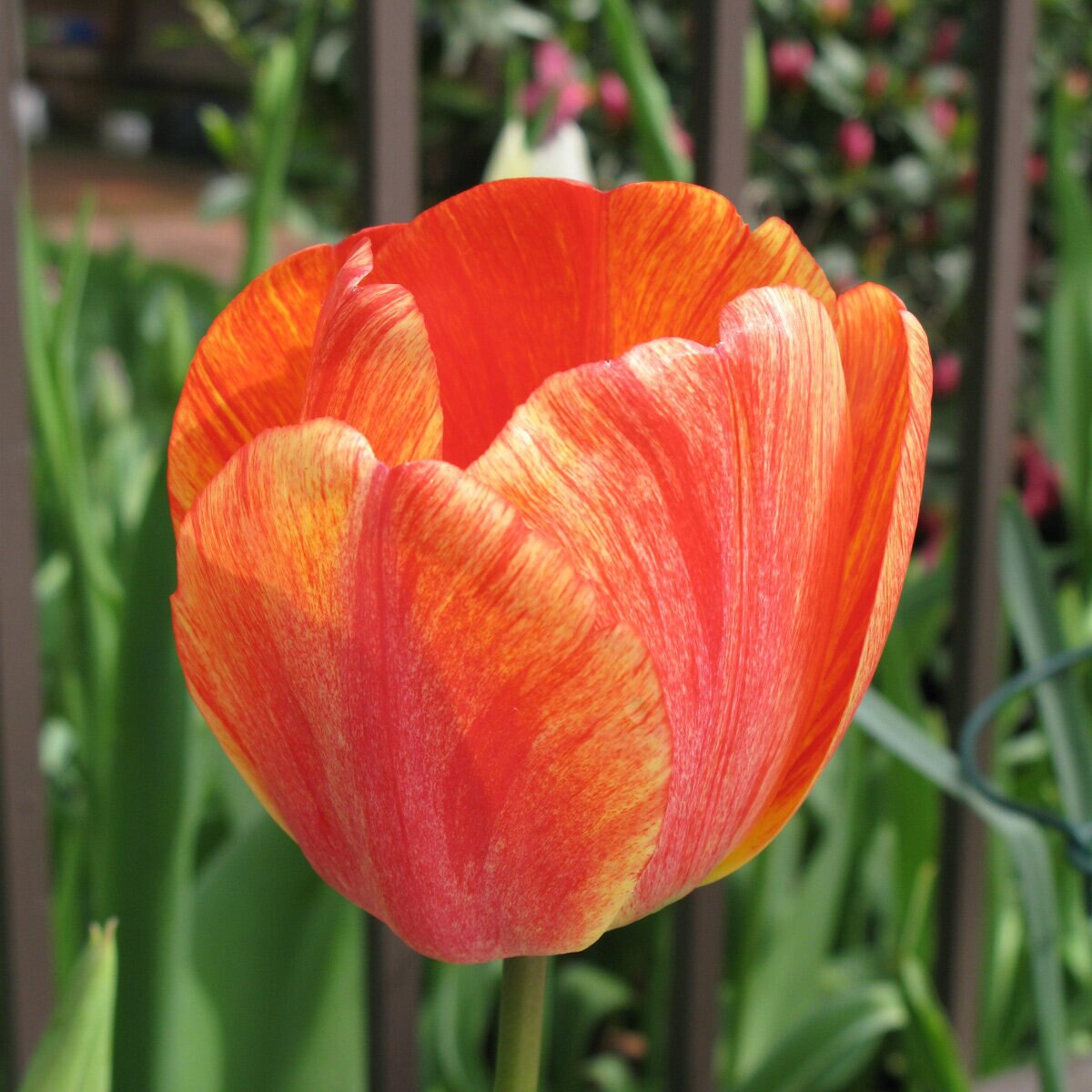 vp-tulipa-bulb-darwin-hybrid-gudoshnik-tulip-423914.d6d96cf0